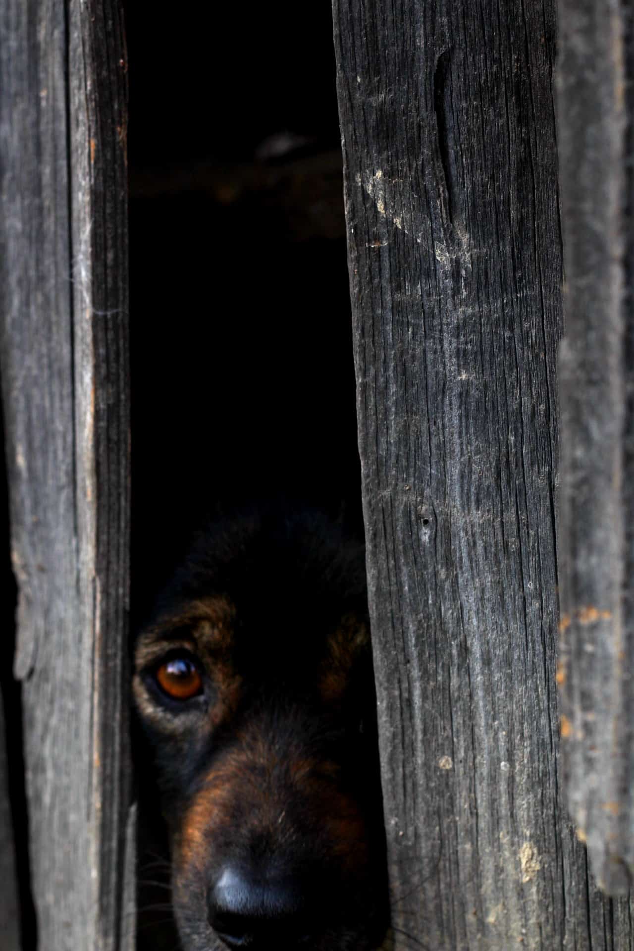 Warum heulen Hunde? AchtungHund