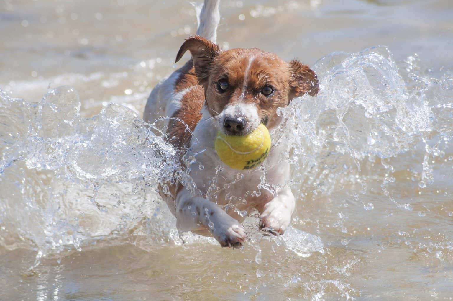 4 Gründe Tennisbälle sind für Hunde gefährlich AchtungHund