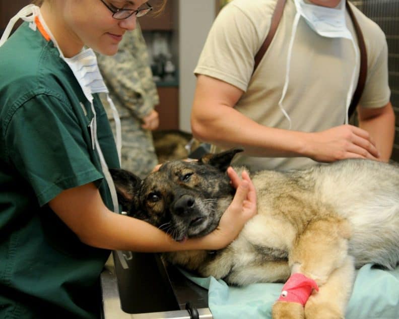 Hund Sinnvoll Versichern: Das Brauchst Du Wirklich | AchtungHund