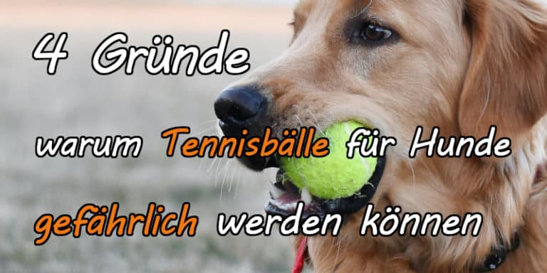 4 Gründe Tennisbälle sind für Hunde gefährlich AchtungHund