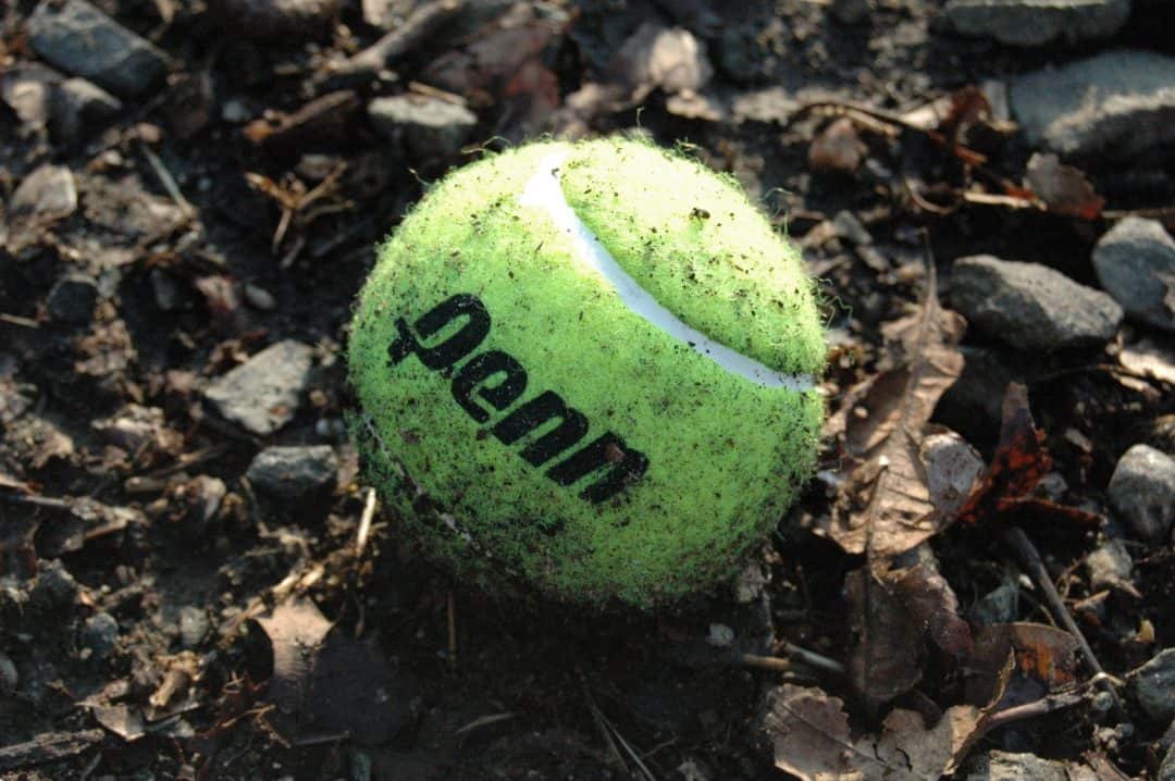 4 Gründe Tennisbälle sind für Hunde gefährlich AchtungHund